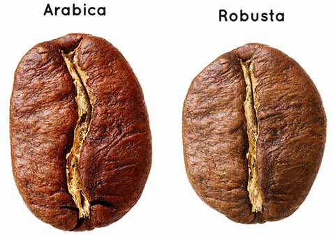 Arabika vs. Robusta